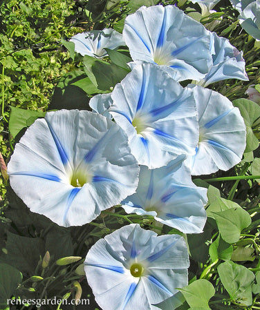 high off morning glory seeds Glacier Star' Heirloom Morning Glory – Renee's Garden