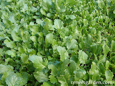 Soil Building Kodiak Mustard Cover Crop Seeds