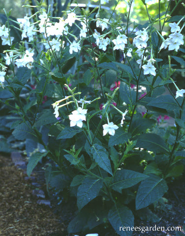 jasmine tobacco Nicotiana Seeds West Coast Seeds or near your windows to easily enjoy its fragrance. PlantFiles Pictures: Nicotiana Species, Flowering