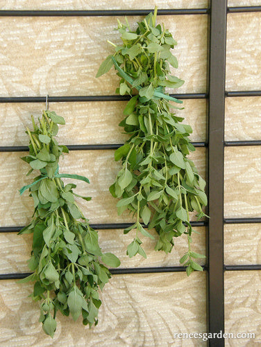 Heirloom Italian Oregano