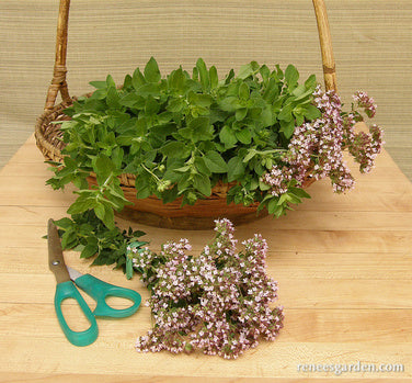 Heirloom Italian Oregano