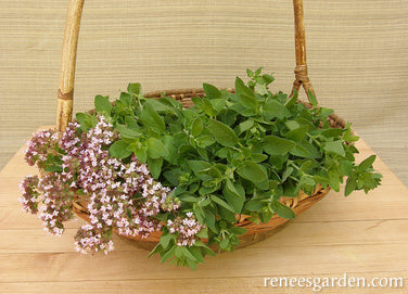 Heirloom Italian Oregano