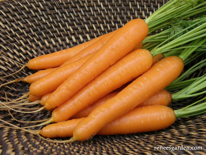 Carrootd Carrots – Renee's Garden