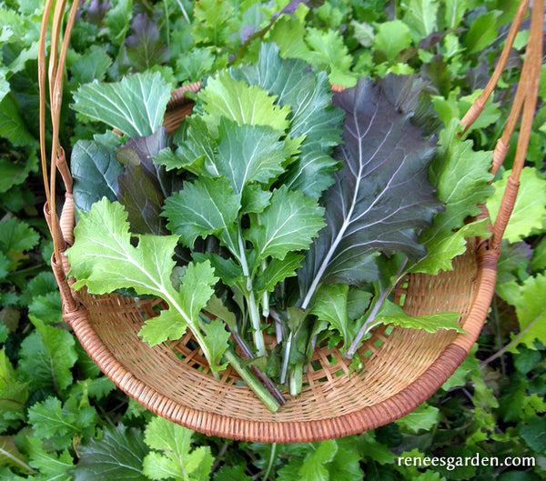 'Cut & Come Again Mustards' Heirloom Greens Renee's Garden Seeds