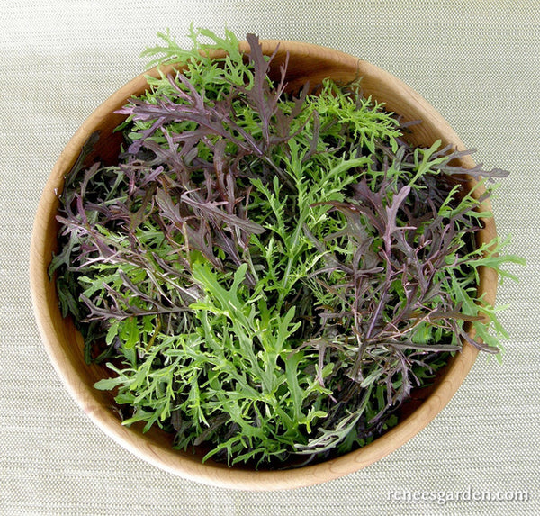 'Ruby & Emerald Streaks' Colorful Salad Mustards | Renee's Garden Seeds