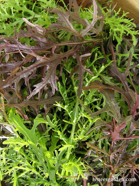 'Ruby & Emerald Streaks' Colorful Salad Mustards | Renee's Garden Seeds
