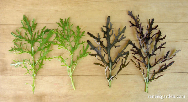 'Ruby & Emerald Streaks' Colorful Salad Mustards | Renee's Garden Seeds