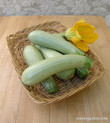Ortolana di Faenza