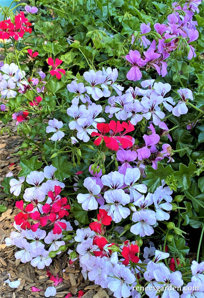 geranium seeds amazon 'Fancy Pants' Pelargonium
