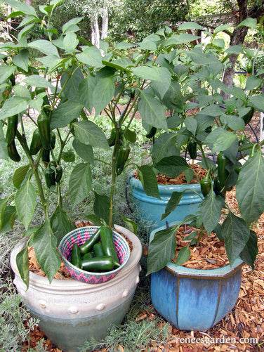 Jalapenos plants for sale (heat level, recommend using, jalapeño plants, Jalapeño This) Jalapenos plants for sale