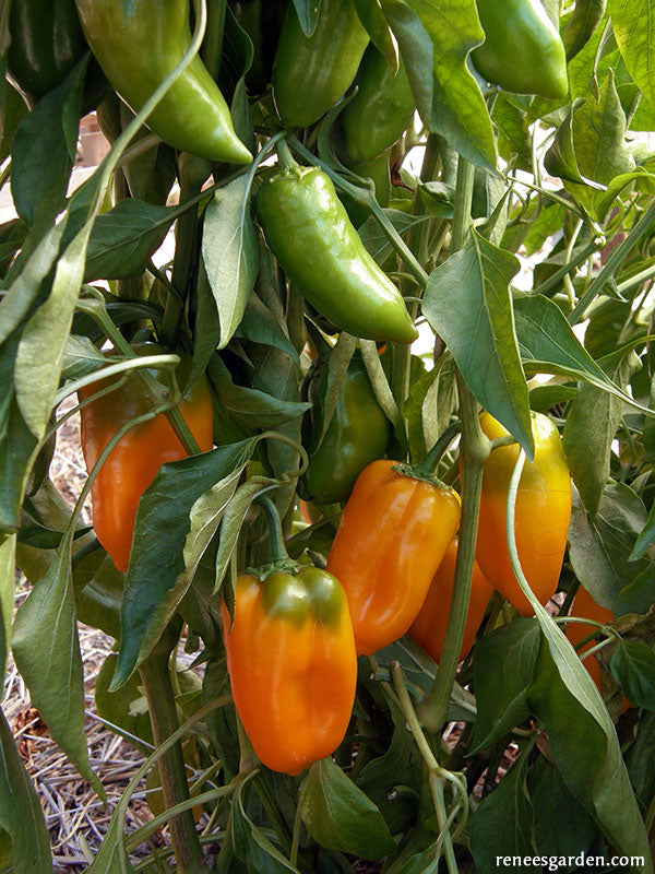 Buy bell pepper plants (bell pepper, bell peppers, bell pepper plants) Buy bell pepper plants