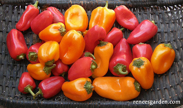 Mini Bell Red Sweet Pepper-Meraki Seeds