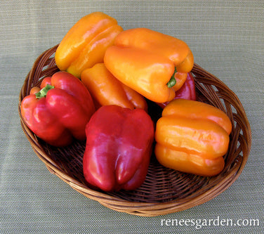  Orange Pepper – 26 oz : Patio, Lawn & Garden
