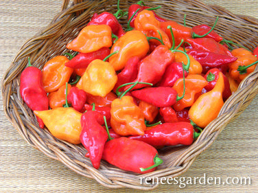 & Red Mild Habanero Chiles | Renee's Garden Seeds