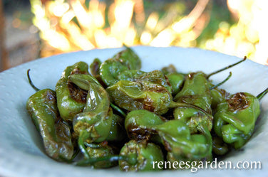 Spanish Padron' Tapas Peppers – Renee's Garden