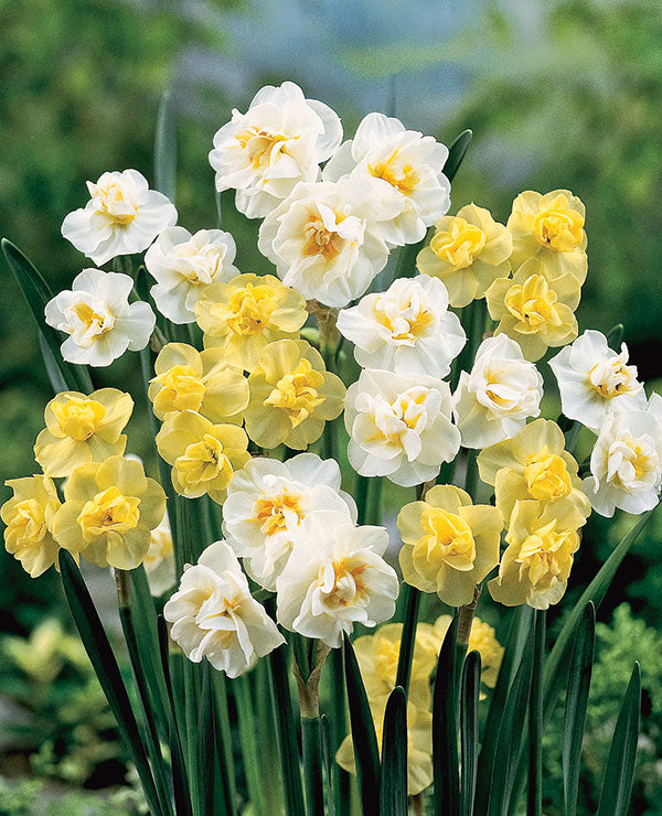 Narcissus Perfume Mix