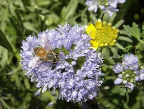 Flower Power For Nature's Pollinators