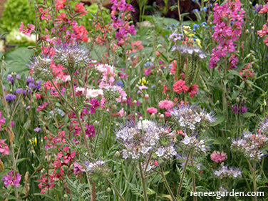 Flower Power For Nature's Pollinators