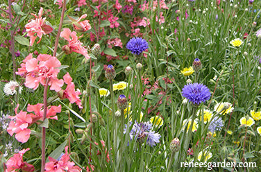 Flower Power For Nature's Pollinators