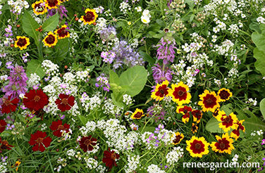 Flower Power For Nature's Pollinators