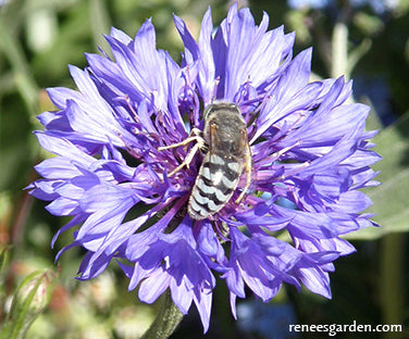 Flower Power For Nature's Pollinators