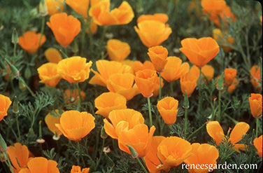 'Native Orange' California Poppies | Renee's Garden Seeds