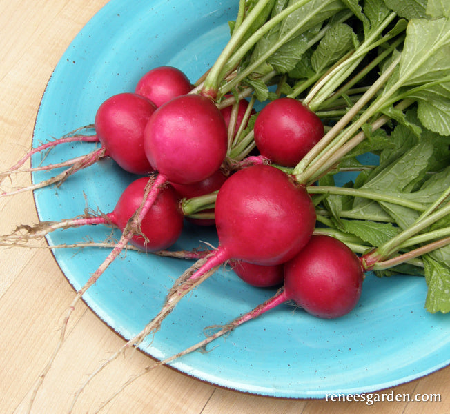 'German Giant' Heirloom Radishes | Renee's Garden Seeds