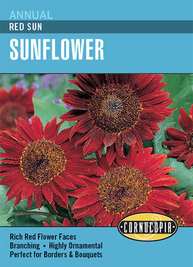 'Red Sun' Sunflower