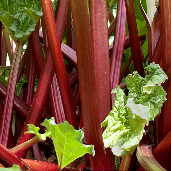 Rhubarb : CRIMSON RED 3 ¼ pot - Whiffletree Farm & Nursery