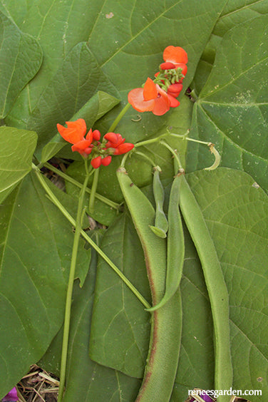 prayer bean plant Magic Beanstalk