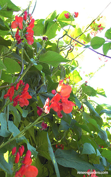 prayer bean plant Magic Beanstalk