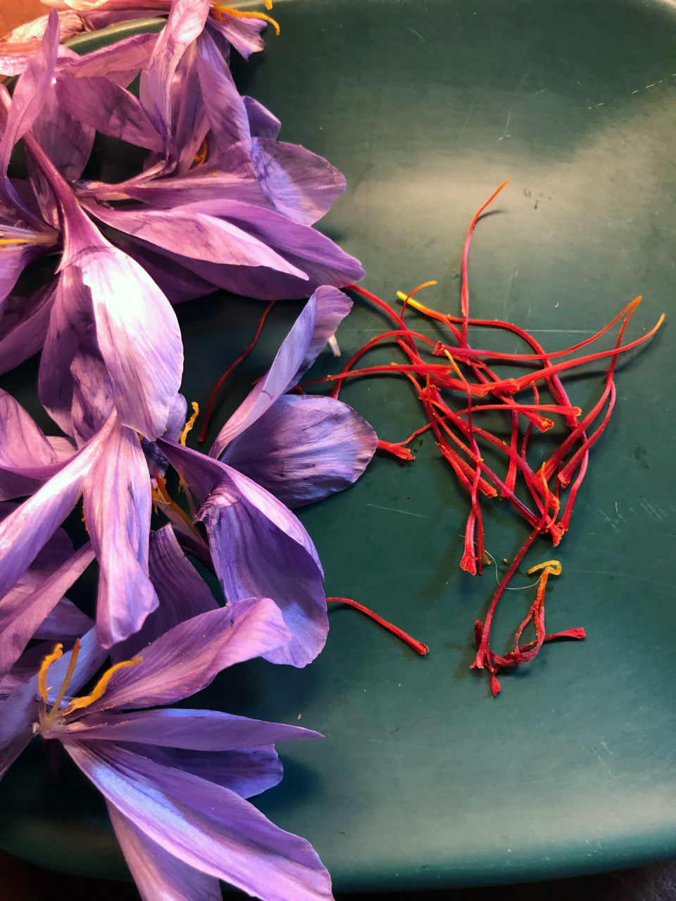 saffron flower seeds price Saffron Bulbs