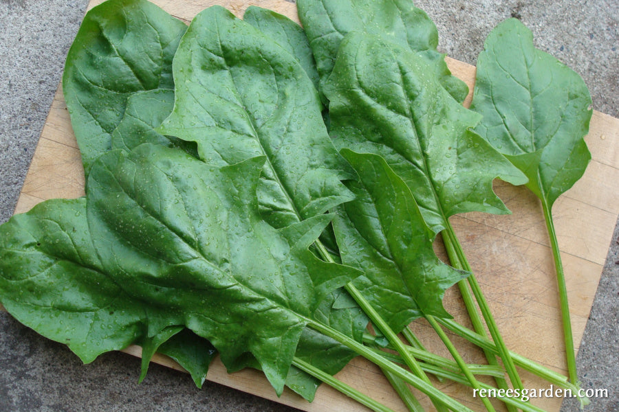 'Oriental Giant' Japanese Spinach Renee's Garden Seeds