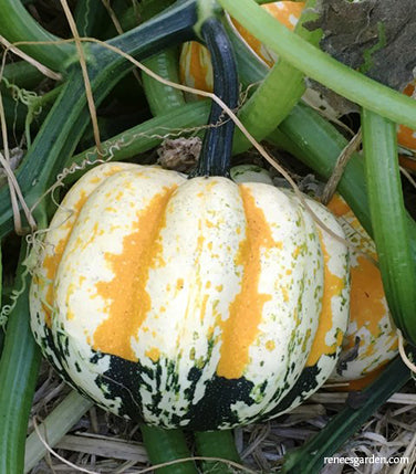 Festival Acorn