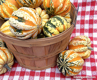 Festival Acorn