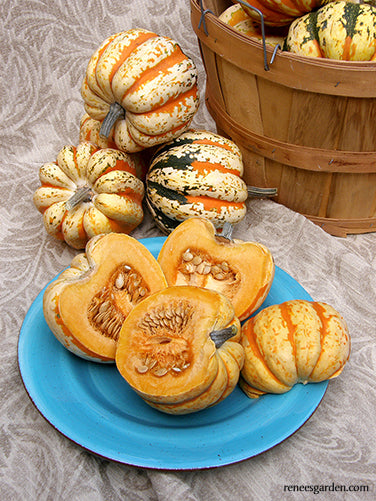 Festival Acorn