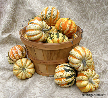 Festival Acorn