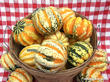 Festival Acorn
