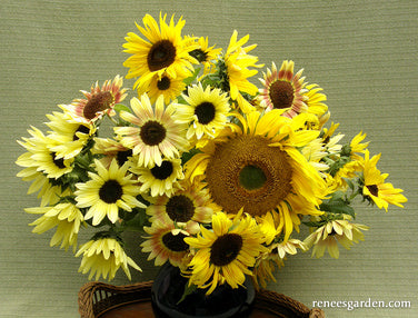 Sunflower Velvet Finesse – Duragbaby