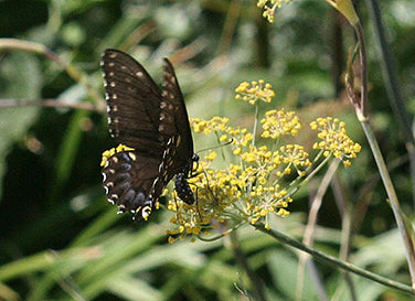 black seed fennel flower 'Swallowtail Fennel' Butterfly Flowers