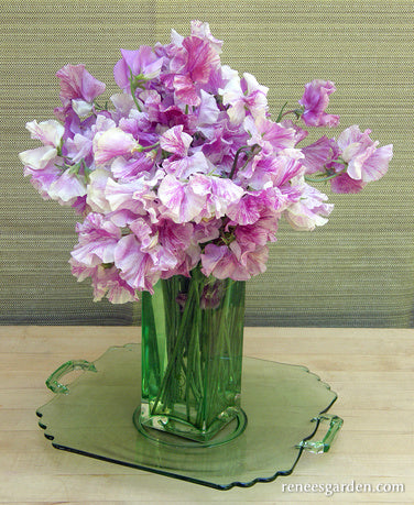 Sweet Pea Raspberry 'Raspberry Twirl' Fragrant Sweet Peas | Renee's Garden Seeds