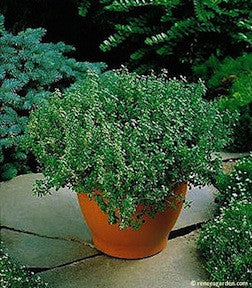 thyme plant pot Thyme French