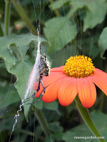 Heirloom Torch Tithonia