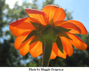 Heirloom Torch Tithonia