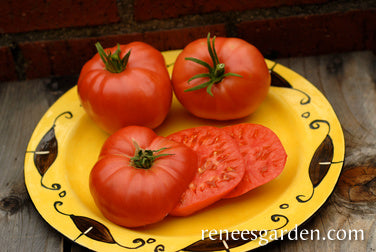 chianti rose tomato seeds 'Chianti Rose' Heirloom Slicing Tomato