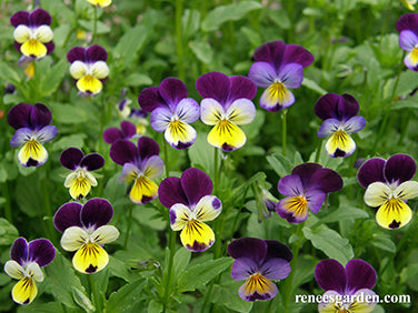 edible viola flower seeds Renee's Garden Heirloom Edible Flowers Grandma's Johnny Jump Ups Seeds