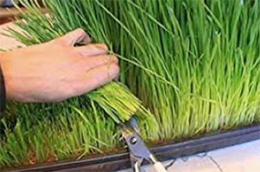 wheatgrass seeds for planting 'Wheatgrass For Juicing' Bonus Pack