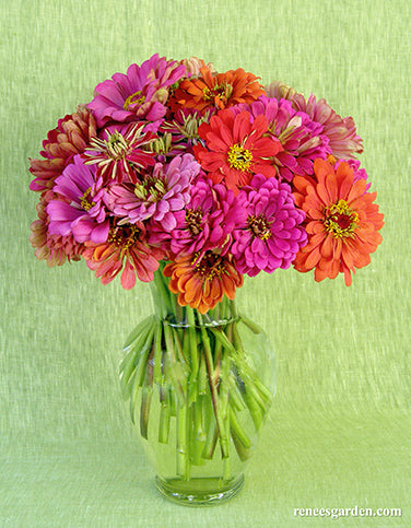 'State Fair Gold Medal' Heirloom Butterfly Zinnia Mix | Renee's Garden ...