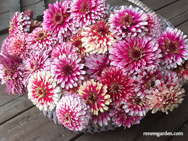 Summer Pinwheels