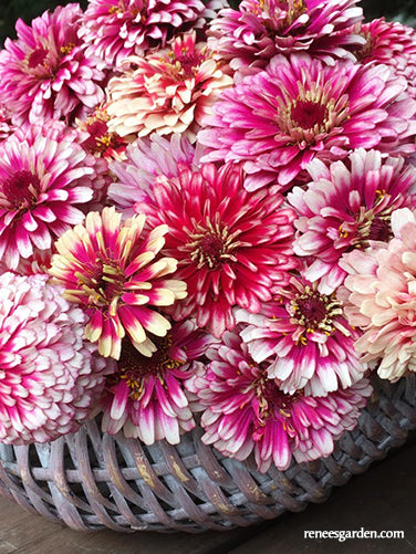 Summer Pinwheels